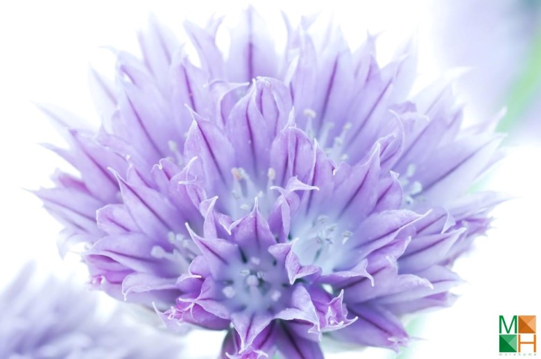 Tranh dán tường phòng ngủ đẹp tại Hà Nội FW - 023